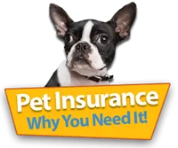 Pet Insurance